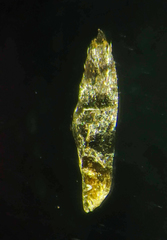 Eriocaulon breviscapum