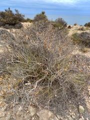 Periploca laevigata angustifolia