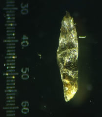 Eriocaulon breviscapum