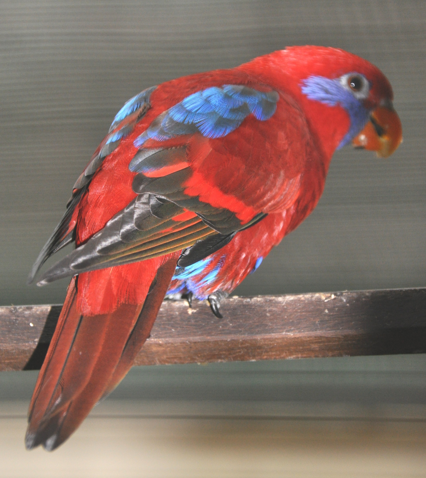 Blue-eared Lory illustration
