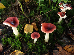 Russula silvestris