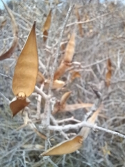 Periploca laevigata angustifolia