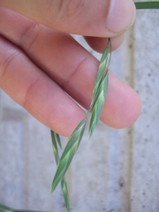 Bromus catharticus catharticus