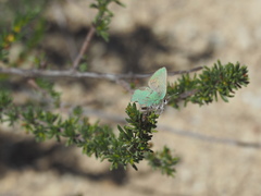 Callophrys dumetorum