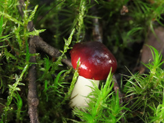 Russula silvestris