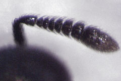 Coelopencyrtus australis