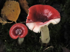 Russula silvestris