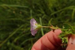 Geranium schlechteri