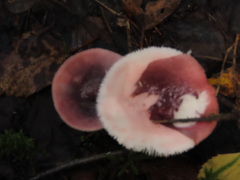 Russula silvestris