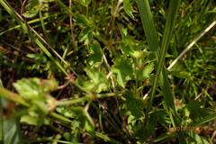 Geranium schlechteri