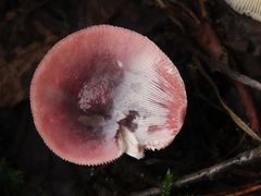 Russula silvestris