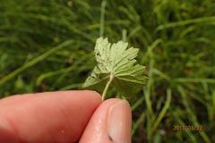 Geranium schlechteri