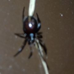 Steatoda bipunctata