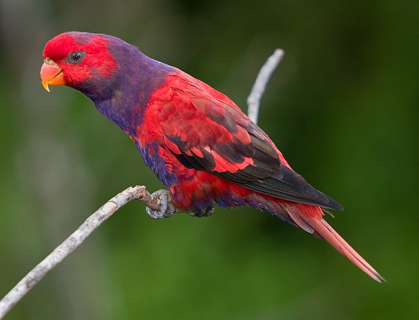 Violet-necked Lory photo