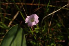 Geranium schlechteri