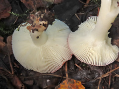 Russula silvestris