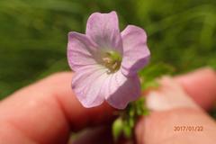 Geranium schlechteri