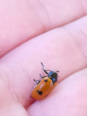 Clytra quadripunctata