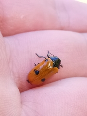 Clytra quadripunctata