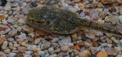 Lithobates magnaocularis