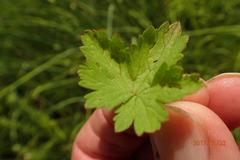 Geranium schlechteri