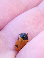 Clytra quadripunctata