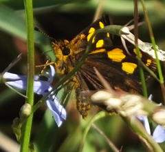 Metisella metis paris