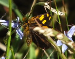 Metisella metis paris