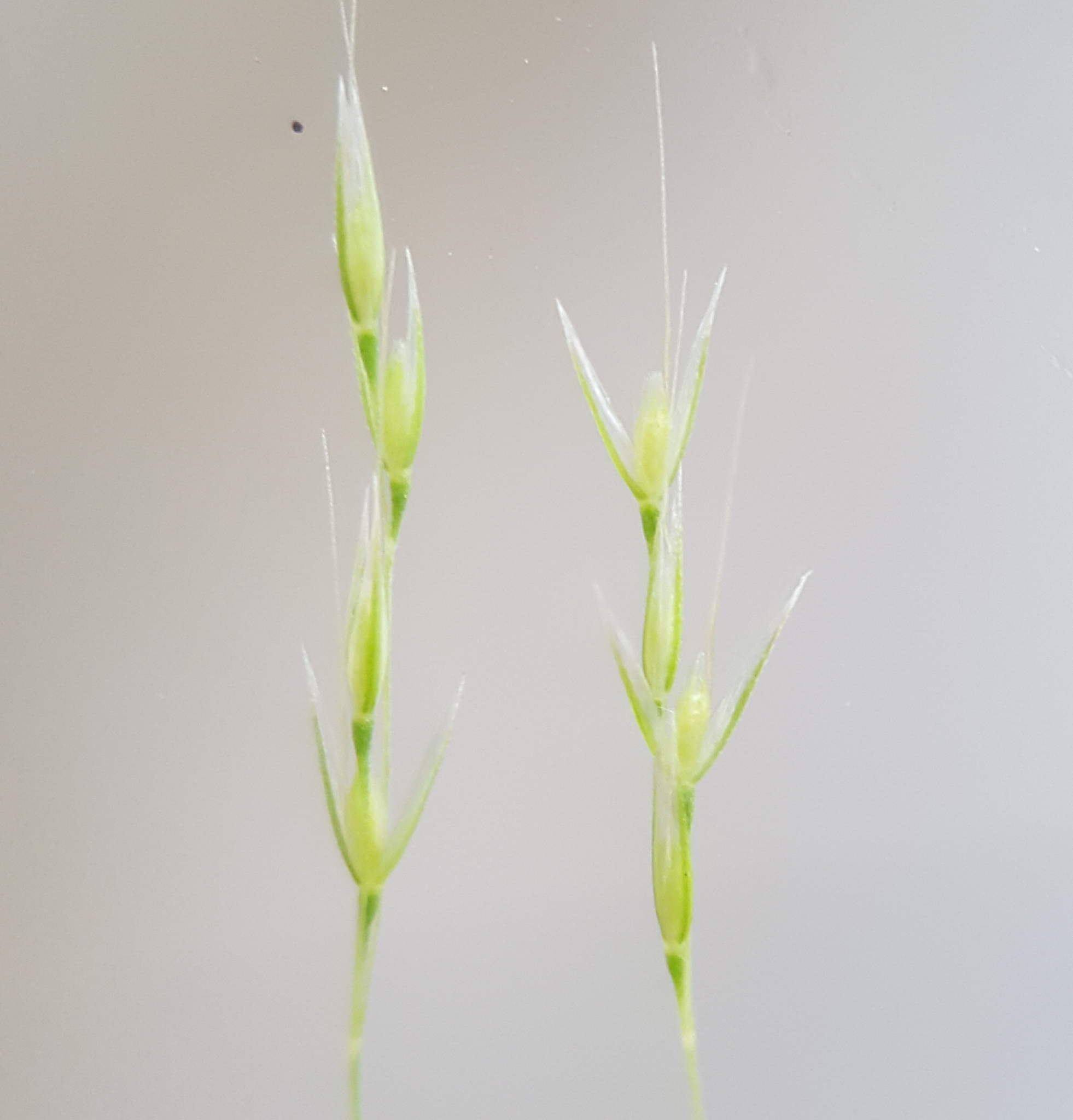(c) François Rousseu, certains droits réservés (CC BY-NC) https://www.inaturalist.org/observations/95779556