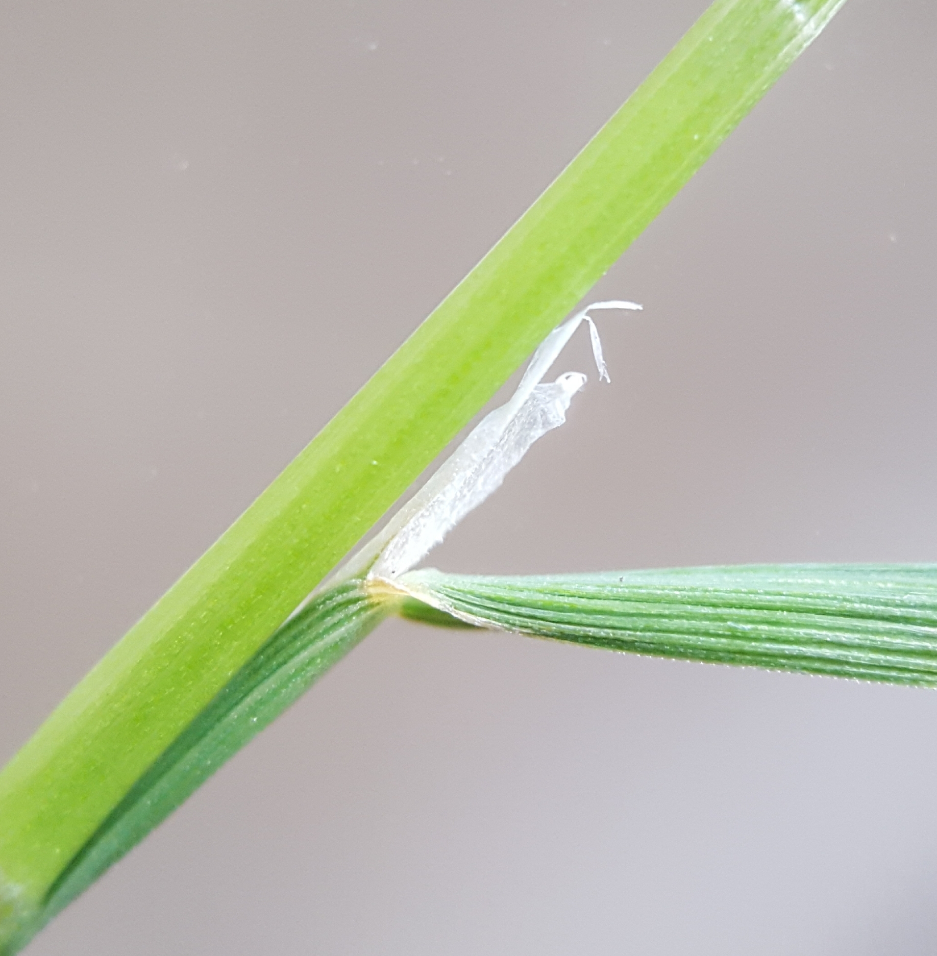 (c) François Rousseu, certains droits réservés (CC BY-NC) https://www.inaturalist.org/observations/95779556