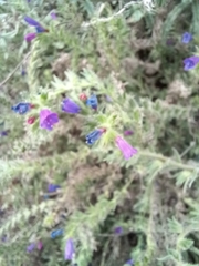 Echium sabulicola decipiens