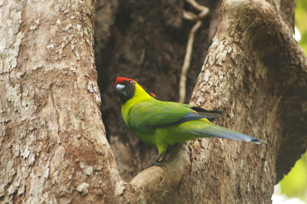 Horned Parakeet illustration