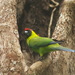 Horned Parakeet - Photo (c) Roger Le Guen, some rights reserved (CC BY-NC-SA)