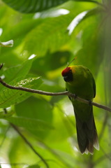 Horned Parakeet photo 5