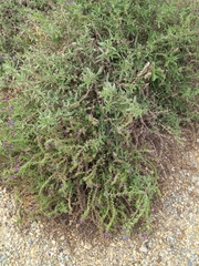 Echium sabulicola decipiens
