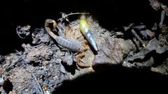 Pseudolychas ochraceus