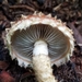 Hemistropharia albocrenulata - Photo (c) Kat Moon, some rights reserved (CC BY-NC), uploaded by Kat Moon