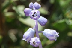 Muscari parviflorum
