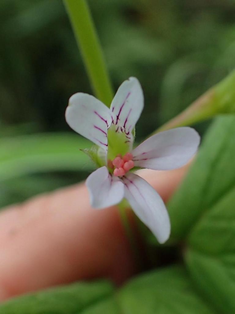 Escarpment Storksbill