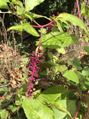 Phytolacca americana