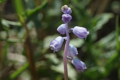 Muscari parviflorum