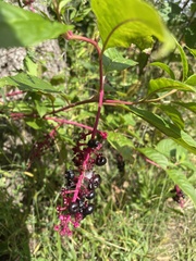 Phytolacca americana