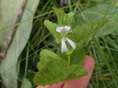 Pelargonium dispar