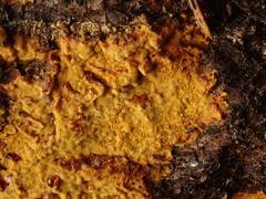 Crustoderma dryinum