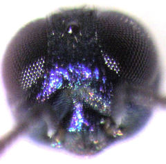 Coelopencyrtus australis