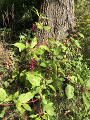 Phytolacca americana