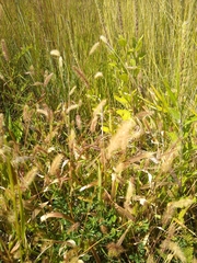 Setaria viridis major