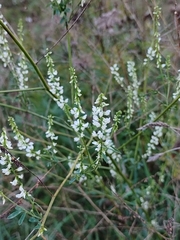 Melilotus albus