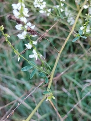 Melilotus albus