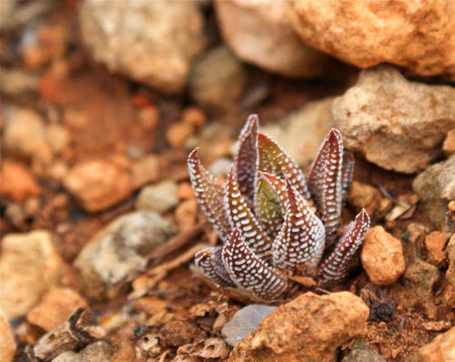 Haworthia attenuata (Haw.) Haw. 3